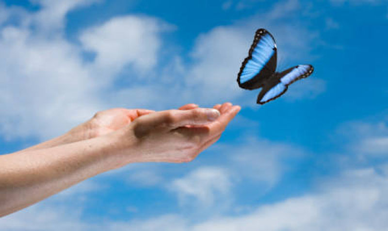 Das Bild zeigt Hände die einen Schmetterling in den Himmel frei lassen